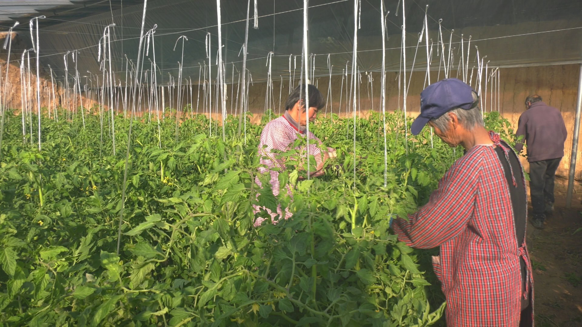 工人们正在给番茄植株盘蔓(本文图片来自富平县融媒体中心)