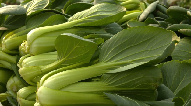 整理好的青菜